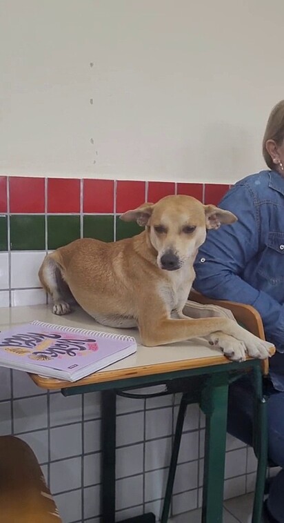 Caramel mutt plays dumb when the teacher sees him.