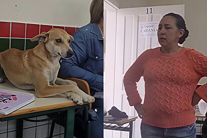 Caramel dog makes a funny face in an attempt to stay in the classroom.