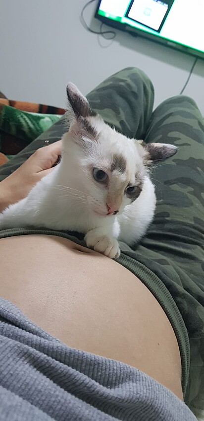 Jessie used to lie on her owner’s belly when she was pregnant with Miguel.