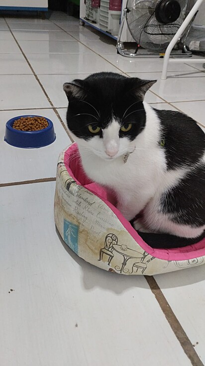 Tuti was a stray cat before being adopted by Marceli a few years ago.