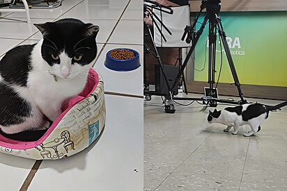 Kitty Creates Her Own Shared Custody by Adopting a Second Home: a Radio Station 