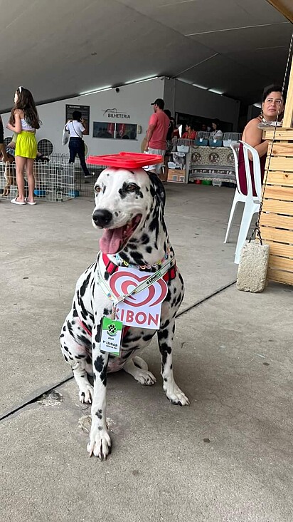 With her costume, Flor won first place in the parade. The Dalmatian was dressed as a cookies and cream ice cream.