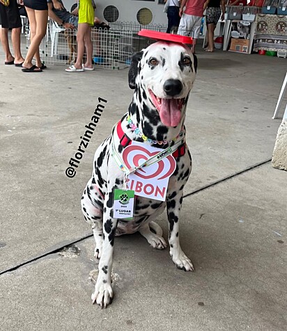 Photo posted: the Dalmatian in her costume.