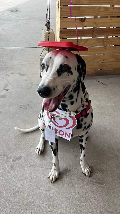 The Dalmatian dressed up as cookies and cream ice cream.