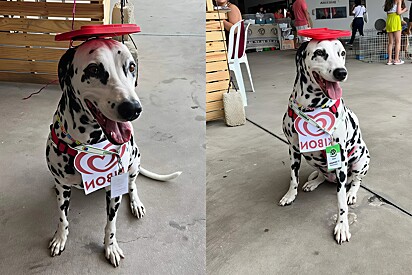 Dalmatian wins costume contest with a last-minute outfit.