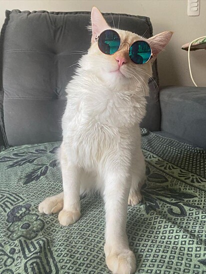 Leonidas is a kitten with some seriously rocking dance moves on TikTok.