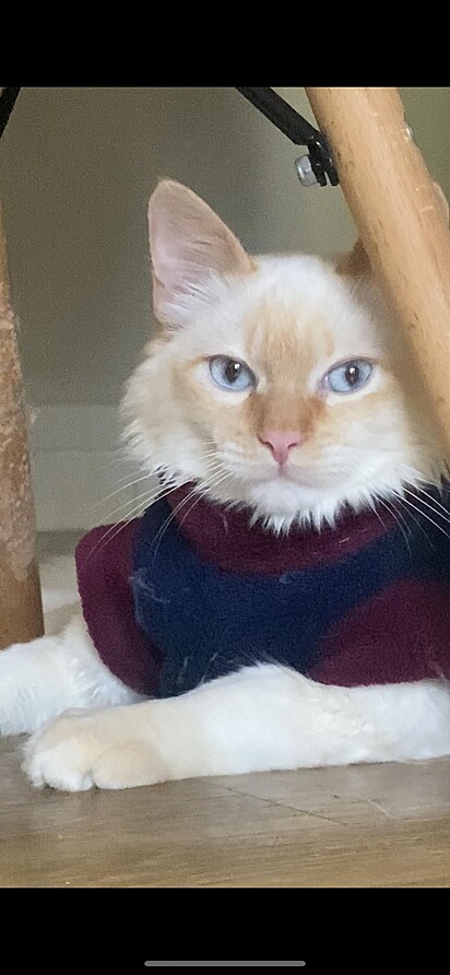 Leonidas is the darling of both his owners and his fans online.