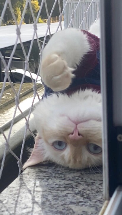 The cat is very affectionate and loves to show off his charm.