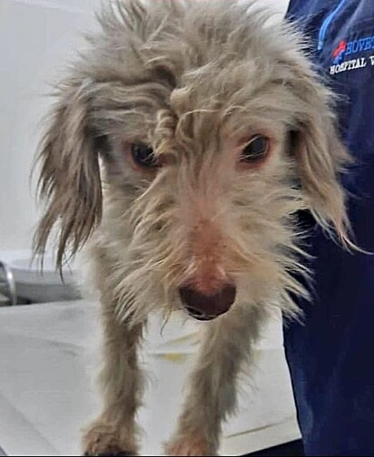 Maria Clara was rescued from the streets.