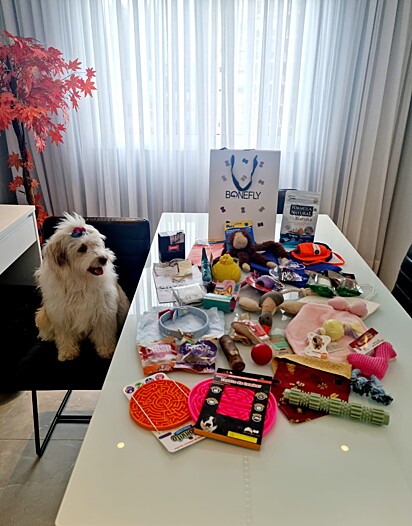 The dog poses next to her birthday presents.
