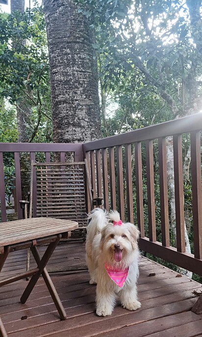 Maria Clara traveled with her owners to a pet-friendly hotel to celebrate the anniversary of her adoption.