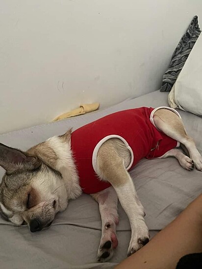 The dog loves sleeping near Natália.