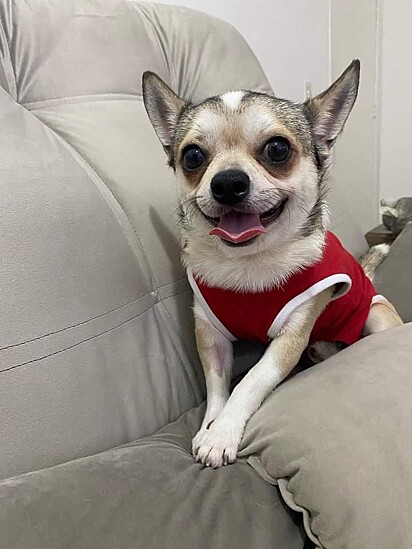 Barto lived in a breeding cage. 