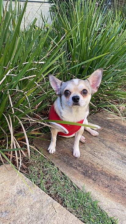 Barto is a very timid little dog who has gradually become more comfortable with his family.