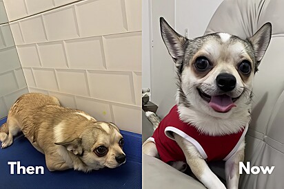 Chihuahua Who Lived Trapped in a Cage Finally Knows What Happiness Is.