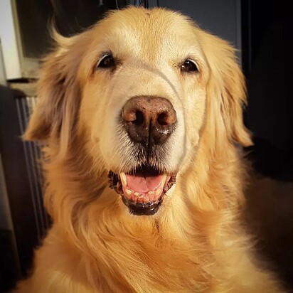 Lolinha is a ten-year-old Golden Retriever.