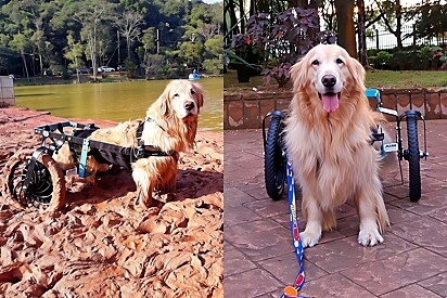 Paraplegic Golden Retriever shows how happy she is with her wheelchair.