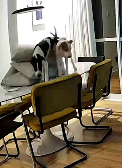 Thaís noticed that the dogs loved climbing onto the table.