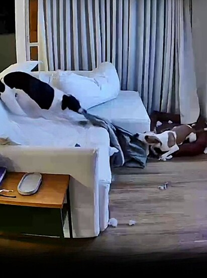 The owner has already caught the dogs in several mischievous acts.