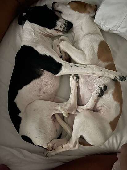 Even with several beds, the dogs love to sleep together.