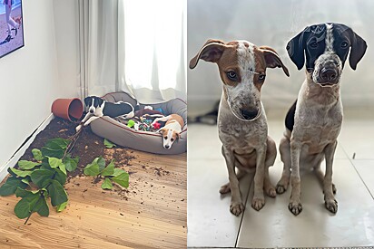 Dogs make a big mess when left home alone.