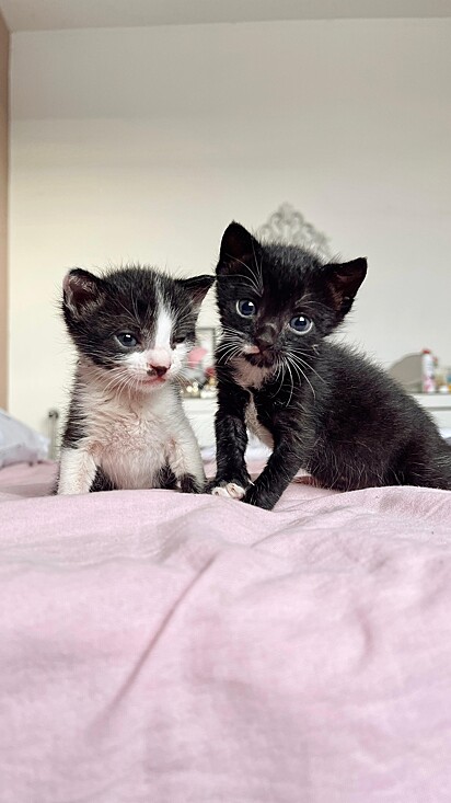 The kittens were named Oliver and Olívia.