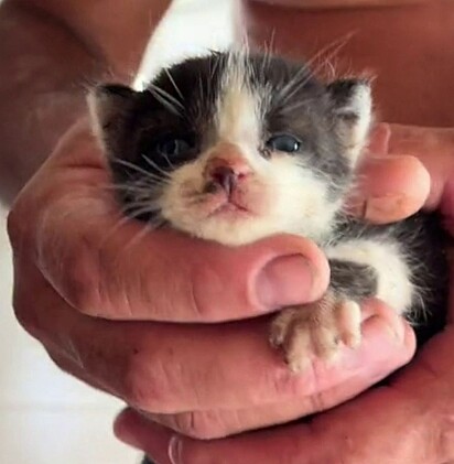 The family realized there was another kitten still stuck in the pipe.