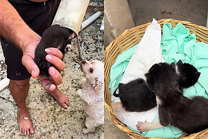 Two kittens were found trapped inside a gutter pipe.