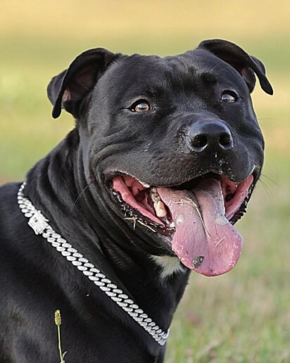 Will is a quirky Pitbull influencer.
