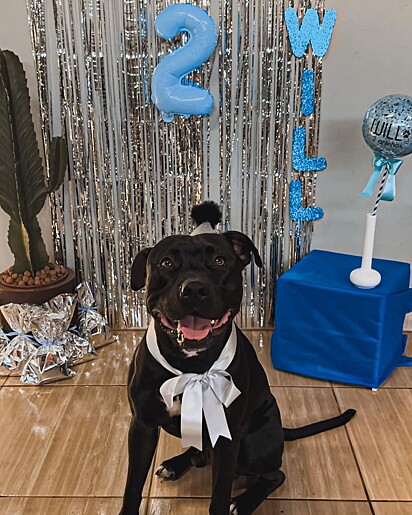 Will is two years old and full of energy and enthusiasm.