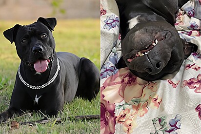 In a funny video, the owner reveals the reasons why her Pitbull is still single. 