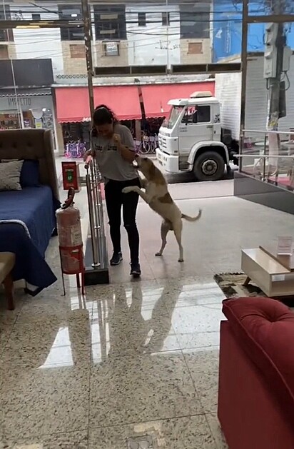 The dog partying with Thauane’s coworker.