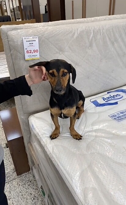 Every now and then, the little stray dogs show up at the store to enjoy the AC.