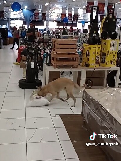 Caramel dog having fun with the pillow.