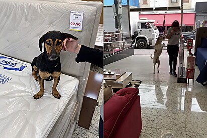 Stray dogs break into a store and do a quality test on the exposed furniture. 