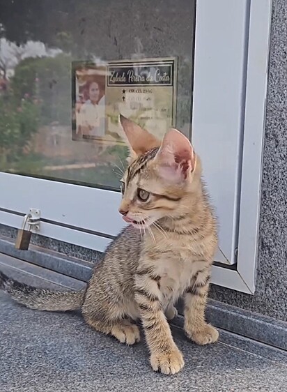 When she was found, the kitten was weak and dehydrated.