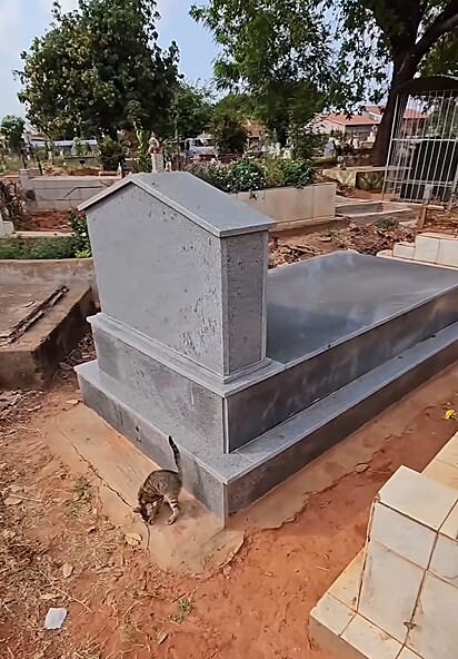 Márcio visited his mother’s grave and found a kitten there.