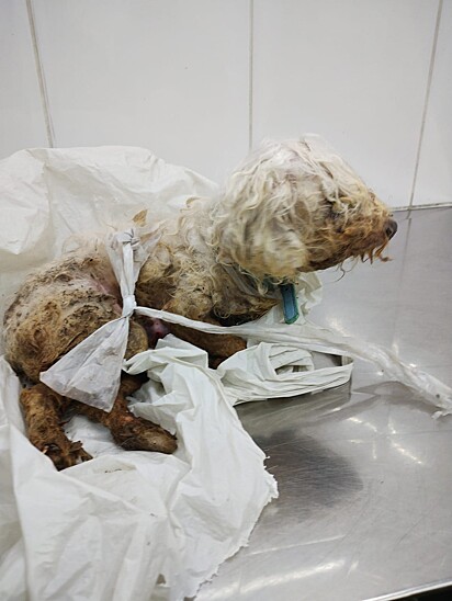 Clara Catarina was found in horrible condition.