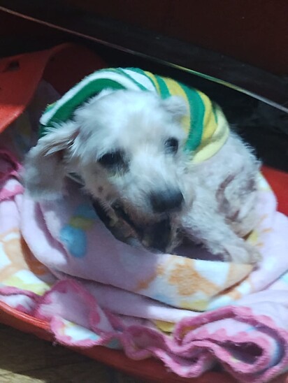 The little dog was in very poor condition when she was found.