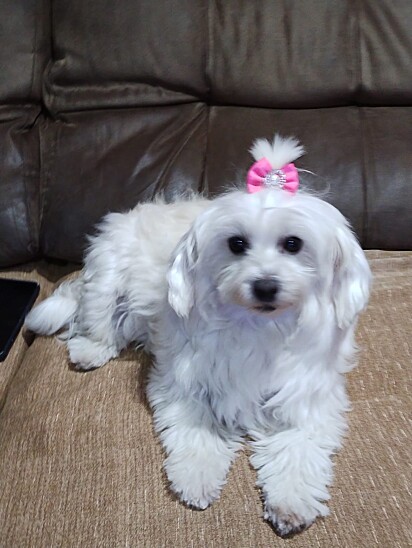 Little by little, the dog was transformed, thanks to the love and care of her owner.