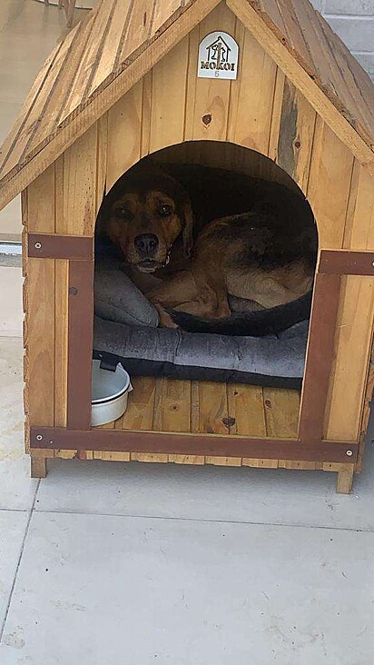 Dog was burned when he was rescued.
