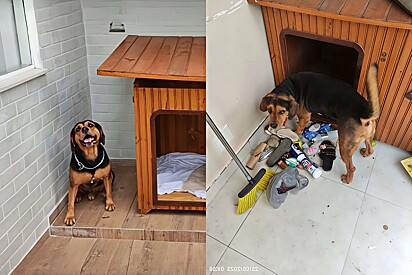 Dog becomes famous on the internet for hoarding objects in his house.