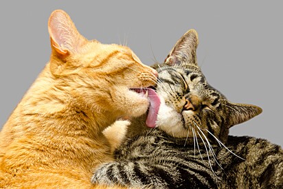 Sporotrichosis can be transmitted through contact with droplets of cat respiratory secretion.
