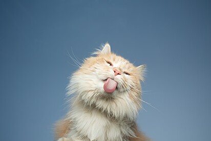 Although they are often blamed, cats aren’t responsible for the rampant transmission of the disease.