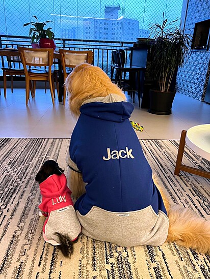The dogs have their own profile on Instagram.
