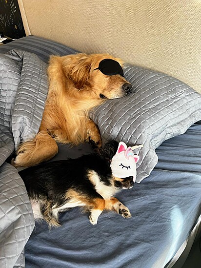 Despite Luly’s invasion, the dogs are best friends.