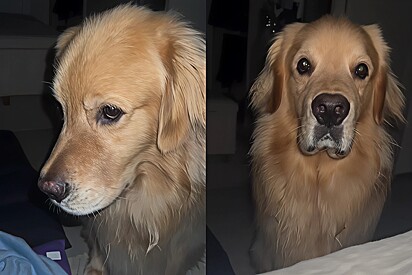 Golden Retriever wakes up owner with loving taps.