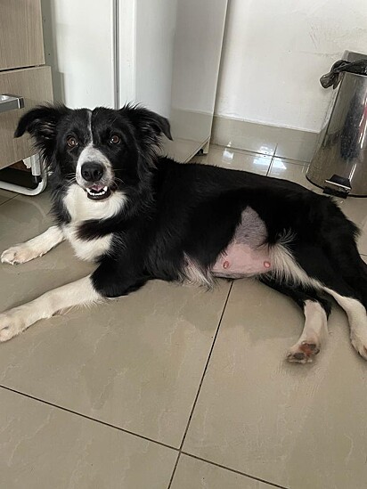 Maggie, the Border Collie.