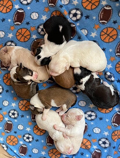 The puppies.