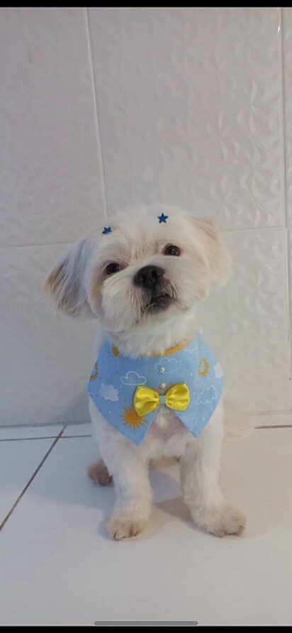 Lord, the Lhasa Apso.